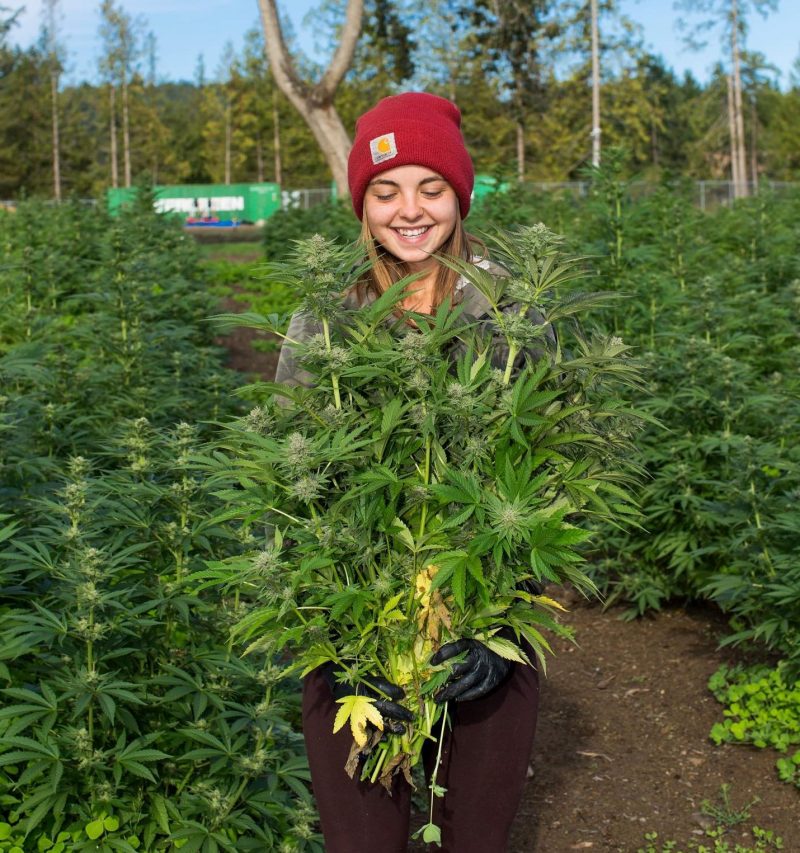 Growing Cannabis Outdoors: Getting Started