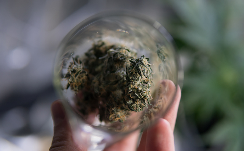 Cannabis buds in glass