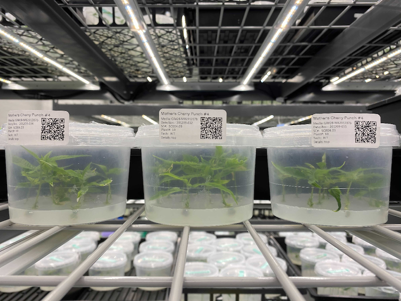 Plants in water at Mother Labs