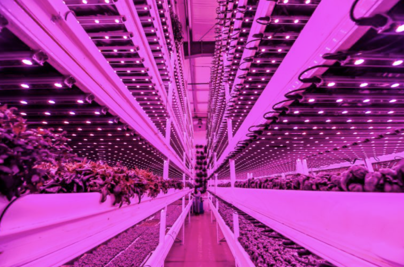 Vertical farming at Mother Labs