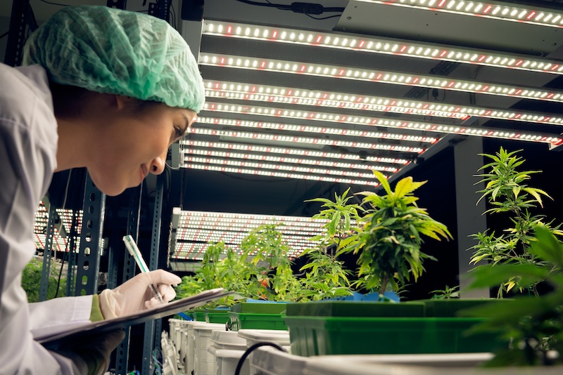 A female researcher examines medical cannabis plants
