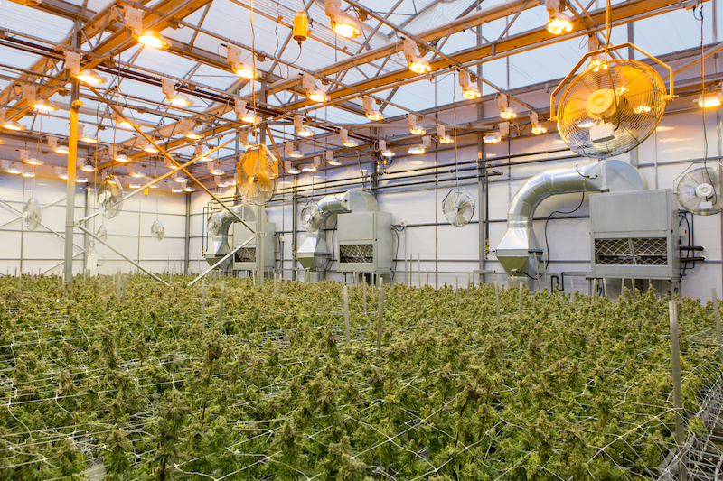 Vue de l'intérieur d'une serre hydroponique de cannabis