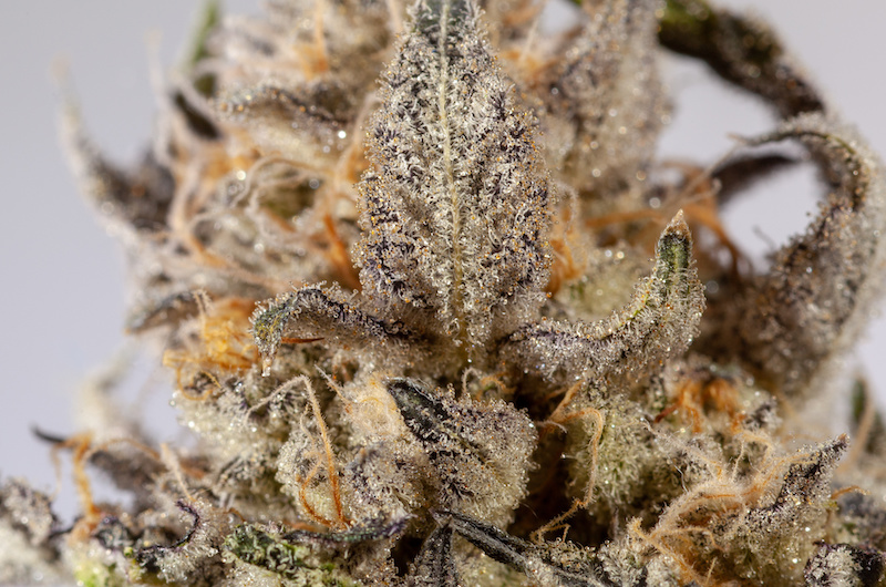 A frosty high THC cannabis bud doesn't need inflated THC levels