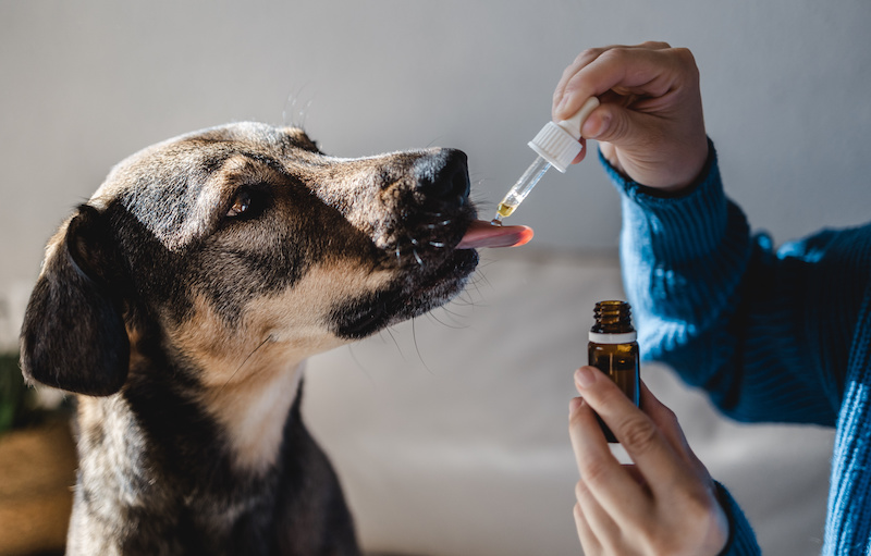 Is it safe to give pets CBD oil; this dog uses it.