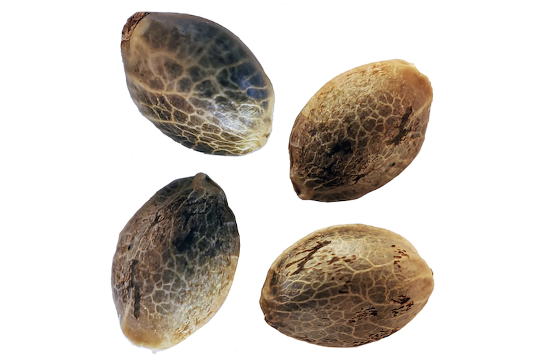 Cannabis seeds are pictured