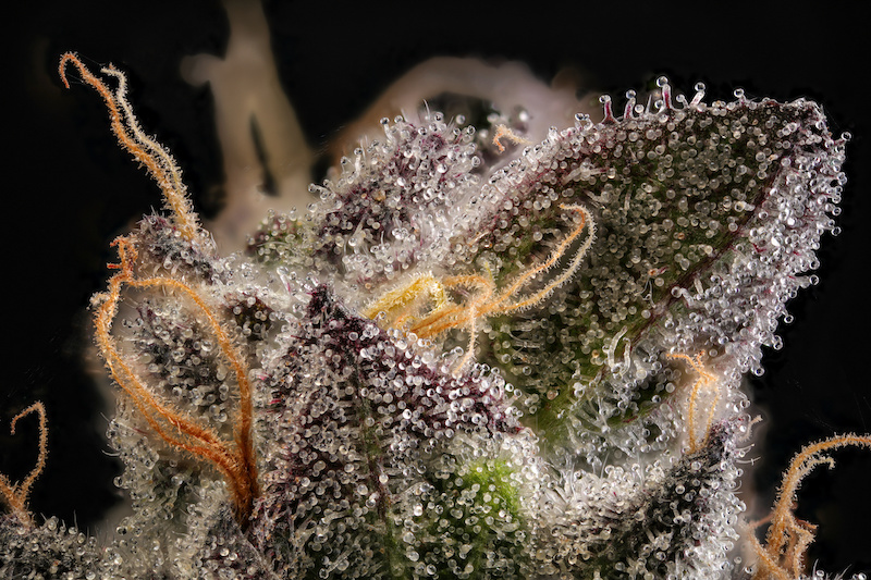 Close up photo of cannabis trichomes. Labs have been accused of inflated THC numbers.