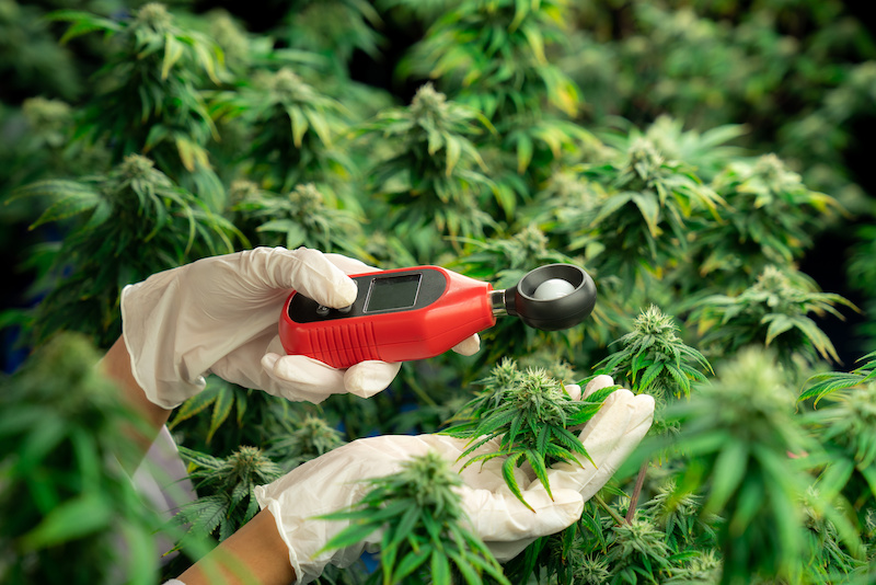 Artificial intelligence is helping cannabis growers.